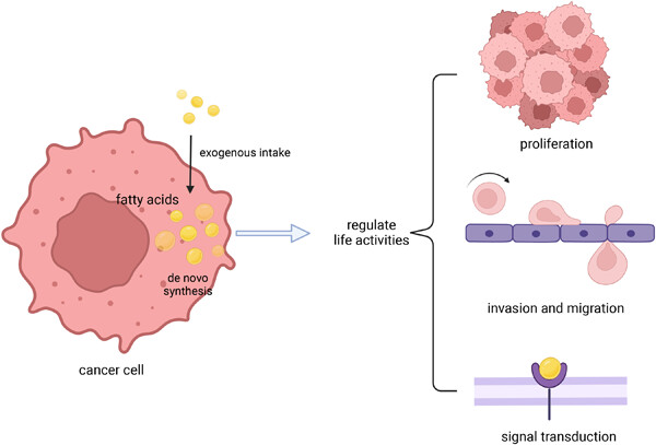 Fatty acids in cancer: Metabolic functions and potential treatment
