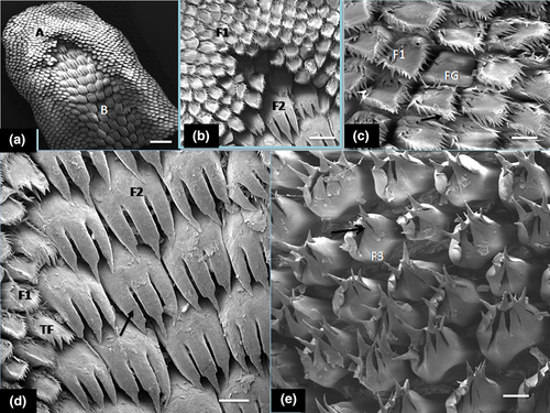 Details are in the caption following the image