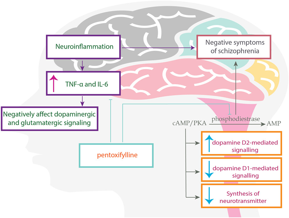 RETRACTED: Pentoxifylline as an adjunctive in treatment of negative symptoms in chronic schizophrenia: A double-blind, randomized, placebo-controlled trial