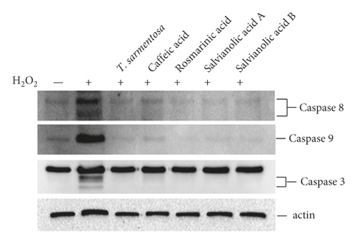 Details are in the caption following the image