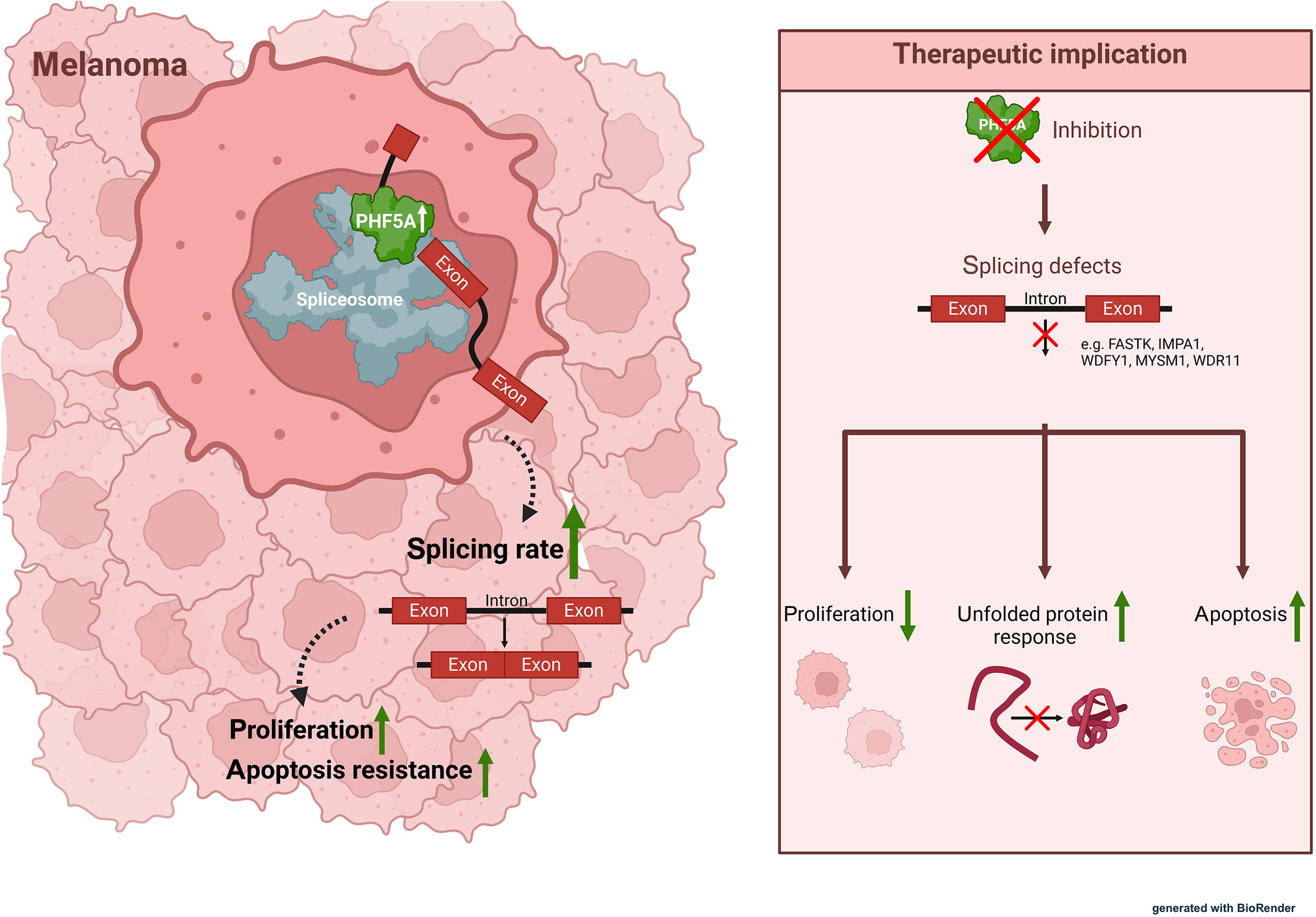 Splicing control by PHF5A is crucial for melanoma cell survival