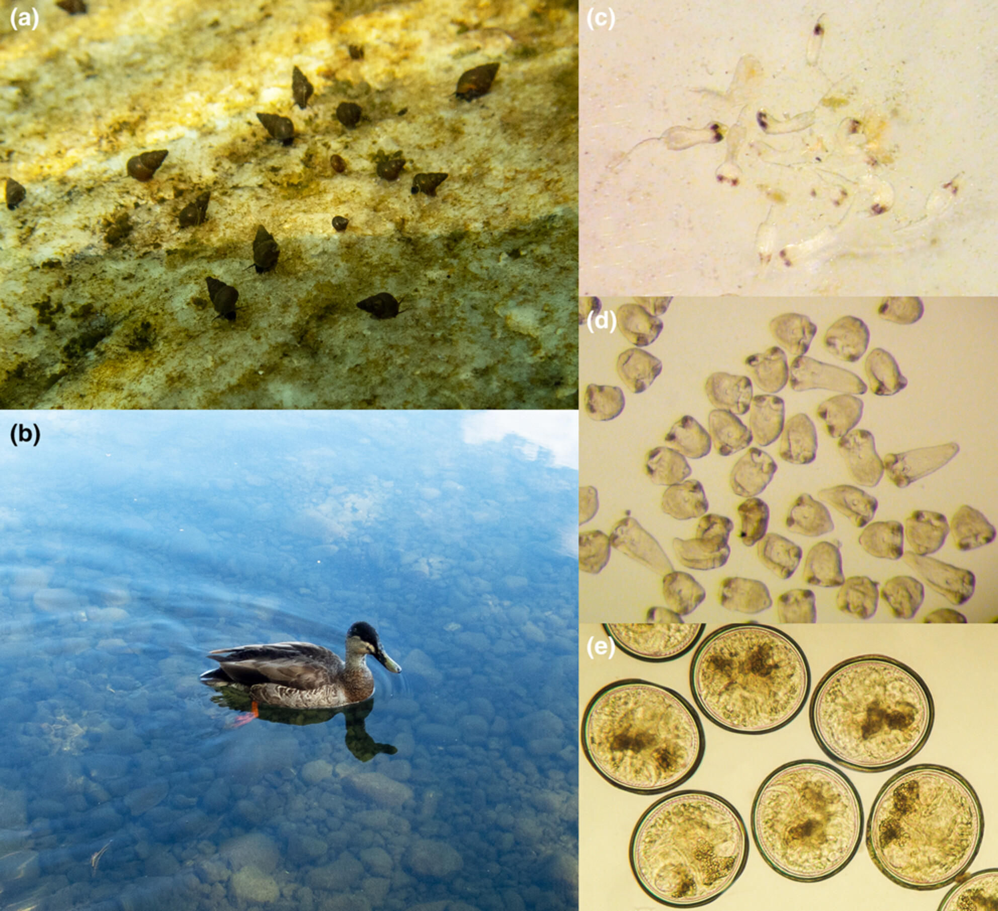 Parasite infection and the movement of the aquatic snail Potamopyrgus antipodarum along a depth cline