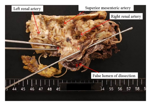 Details are in the caption following the image Details are in the caption following the image