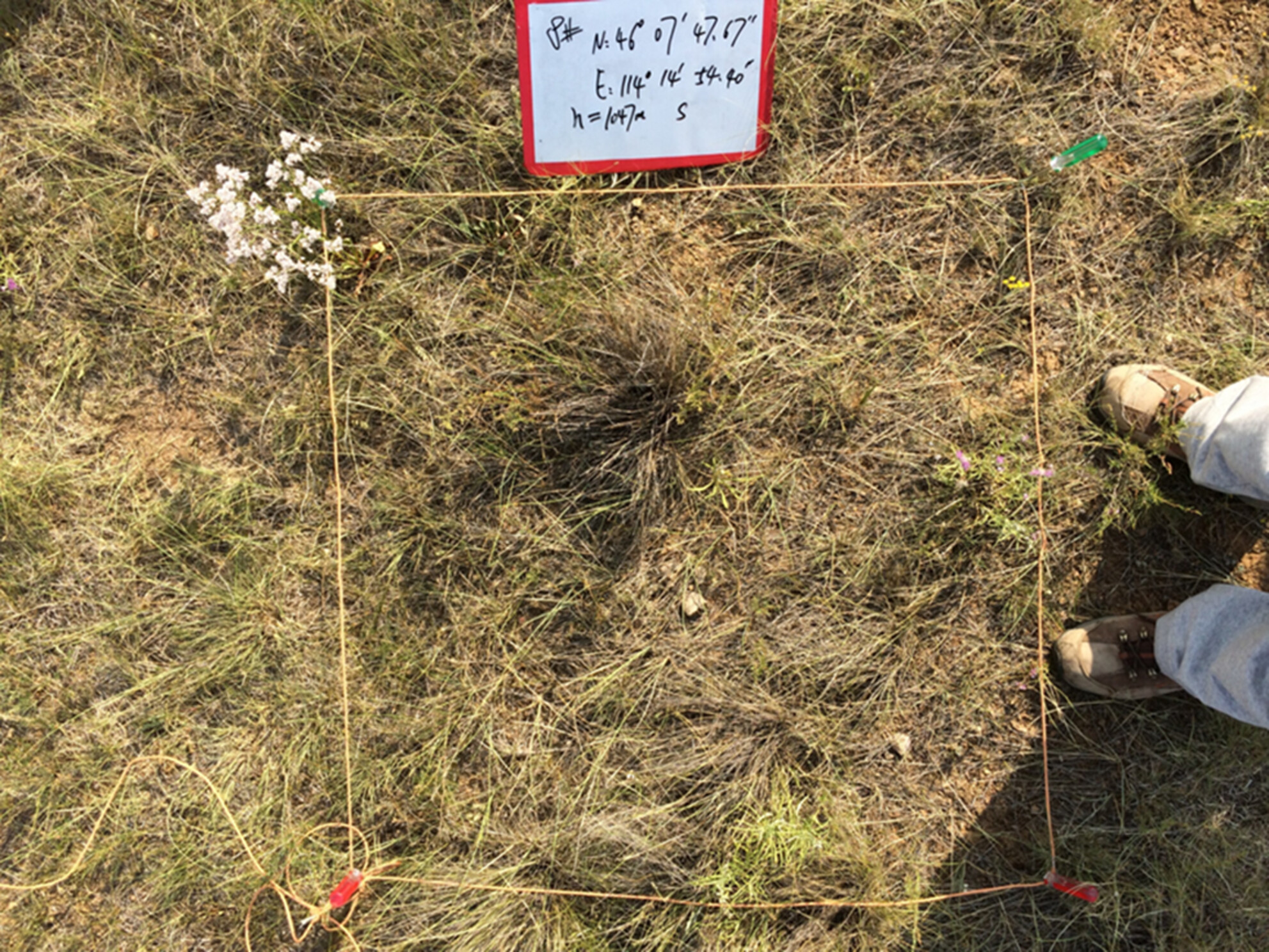 Response of Species Diversity and Stability of Typical Steppe Plant Communities on the Mongolian Plateau to Different Grazing Patterns