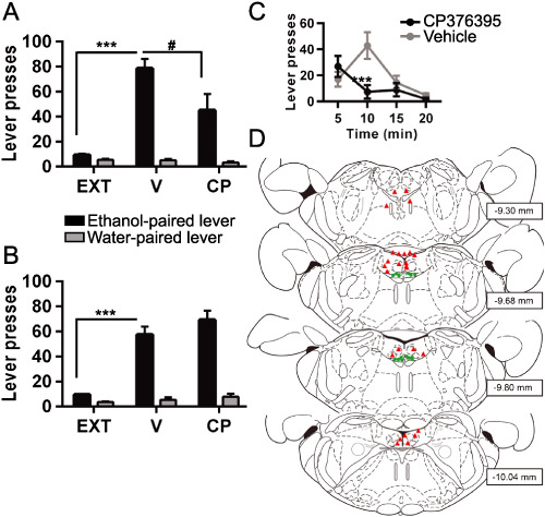 Nucleus incertus corticotrophin-releasing factor 1 receptor signalling regulates alcohol seeking in rats