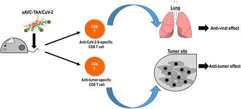 A single immunization with cellular vaccine confers dual protection against SARS-CoV-2 and cancer