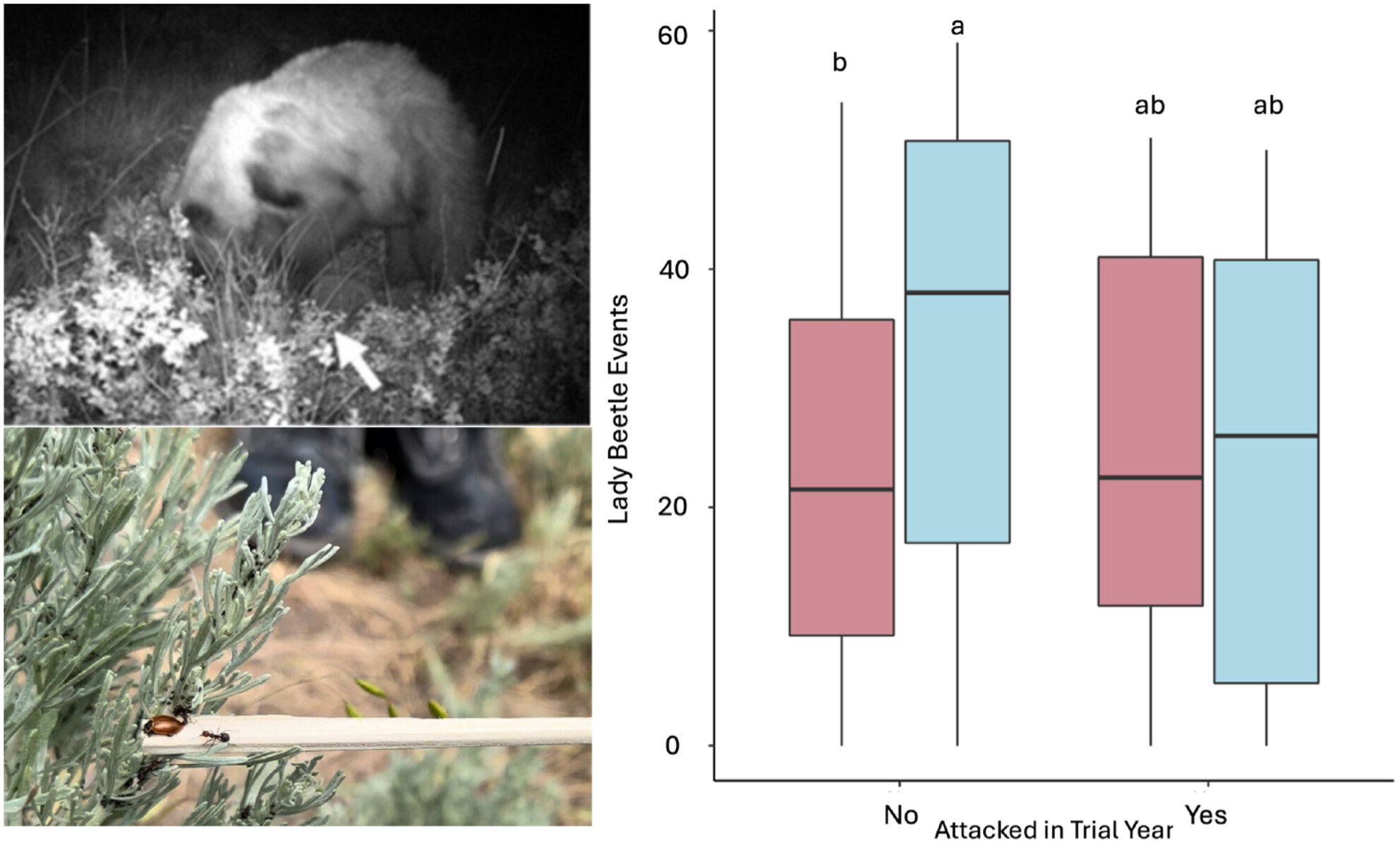 Effects of Simulated Bear Attacks on Thatch Ant (Formica obscuripes) Defense of Honeydew-Producing Aphids Issue ,