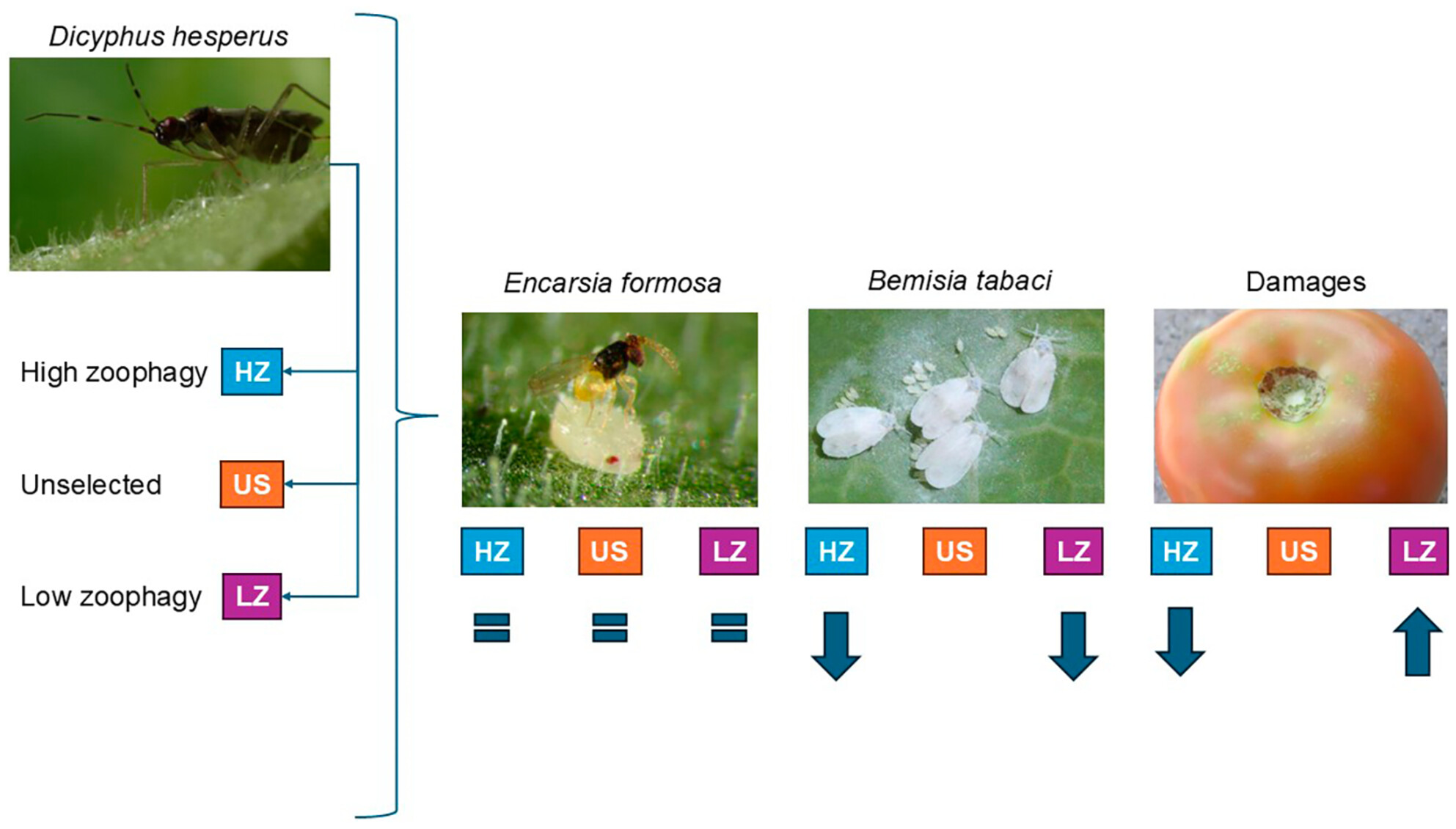 Selection for zoophagy influences biocontrol efficacy and fruit damage by Dicyphus hesperus in greenhouses