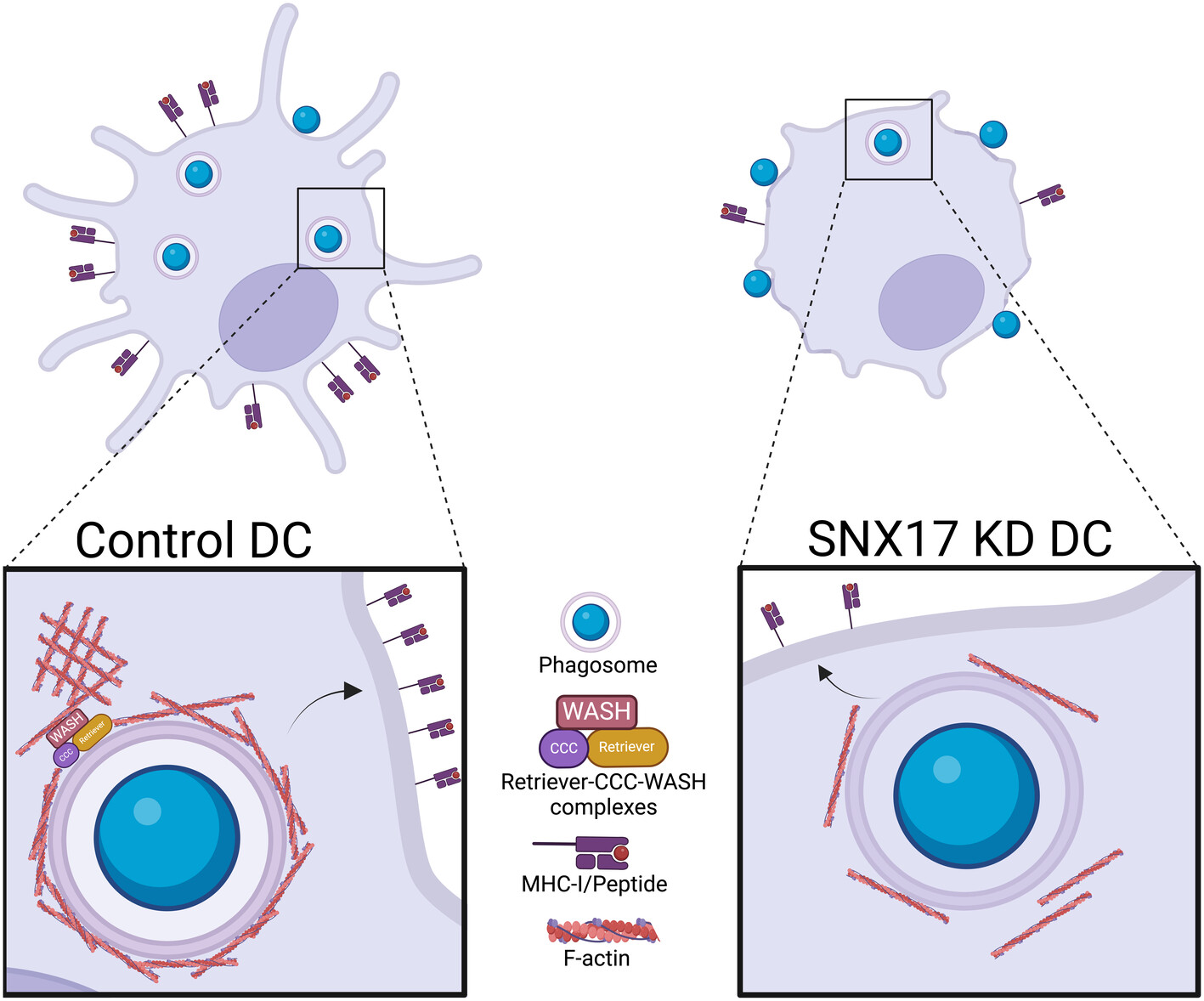 SNX17 Regulates Antigen Internalisation and Phagosomal Maturation by Dendritic Cells