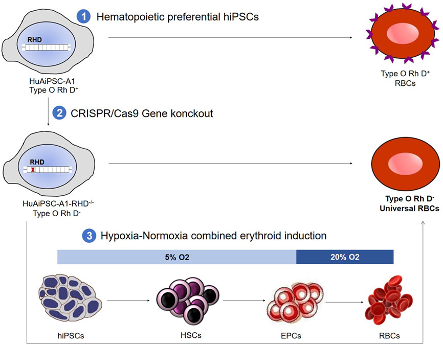 Generation of Rh D-negative blood using CRISPR/Cas9