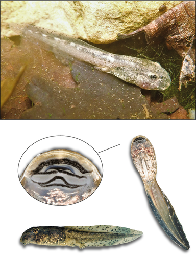 Details are in the caption following the image