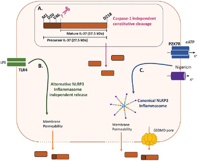 NLRP3 inflammasome triggers interleukin-37 release from human monocytes
