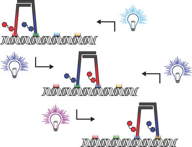Orthogonally Photocontrolled Non-Autonomous DNA Walker