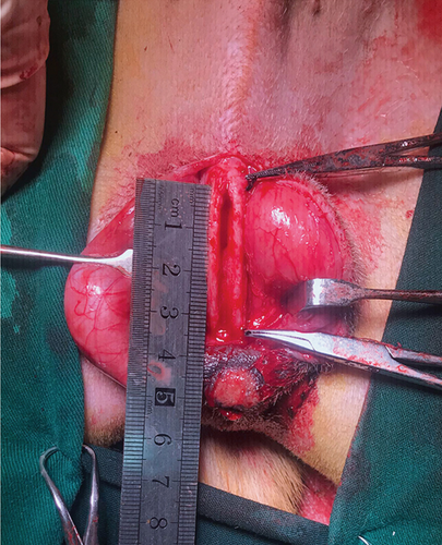 Details are in the caption following the image Details are in the caption following the image