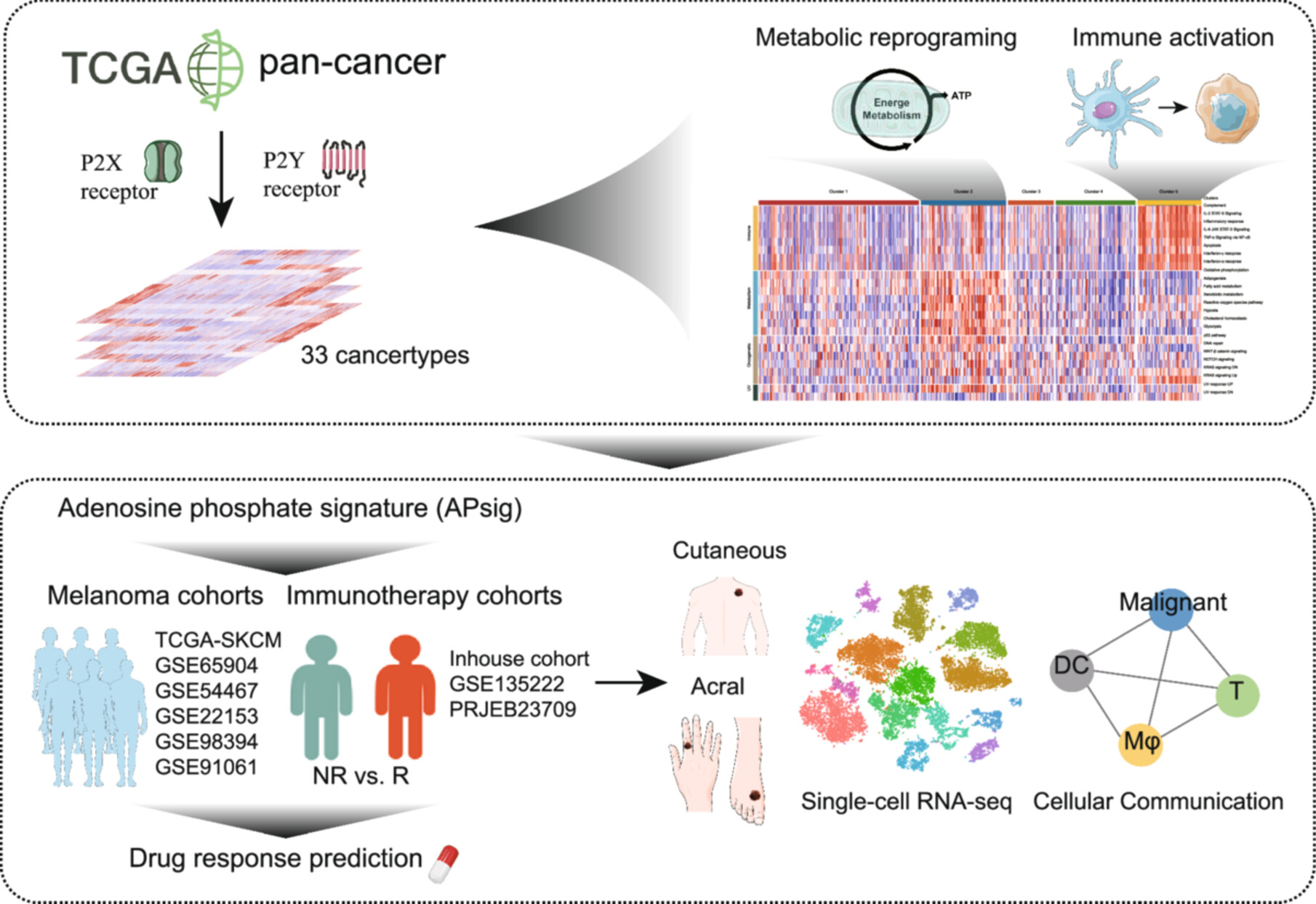 Activation of Adenosine Phosphate Signaling Promotes Antitumor Immunity in Tumor Microenvironment and Facilitate Immunotherapy