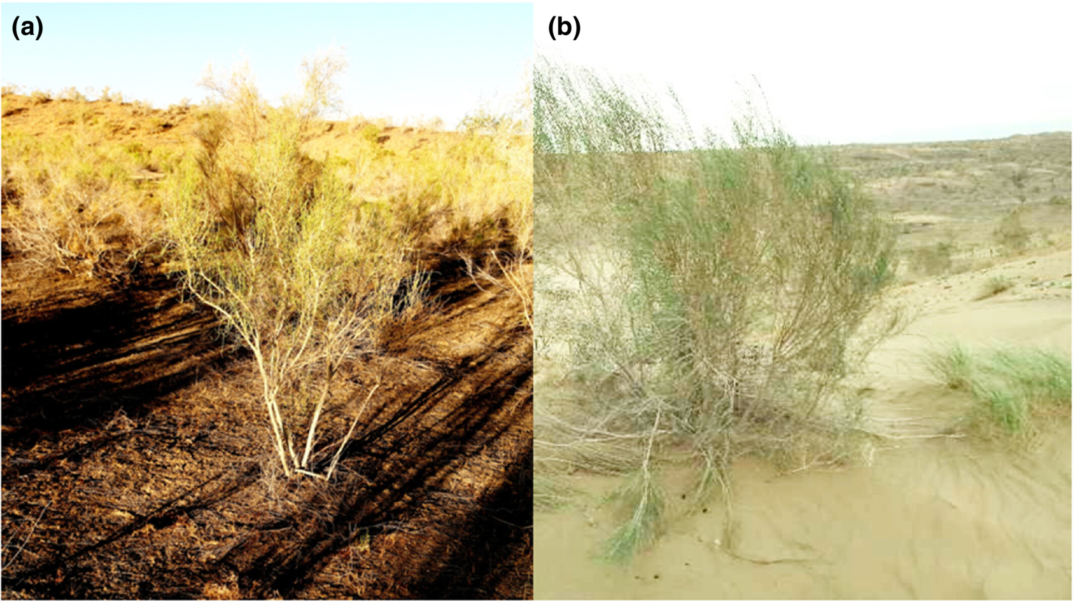 Soil microbial community shifts explain habitat heterogeneity in two Haloxylon species from a nutrient perspective
