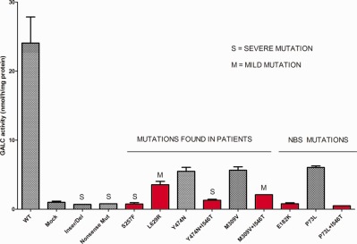 Expression of individual mutations and haplotypes in the galactocerebrosidase gene identified by the newborn screening program in New York State and in confirmed cases of Krabbe's disease