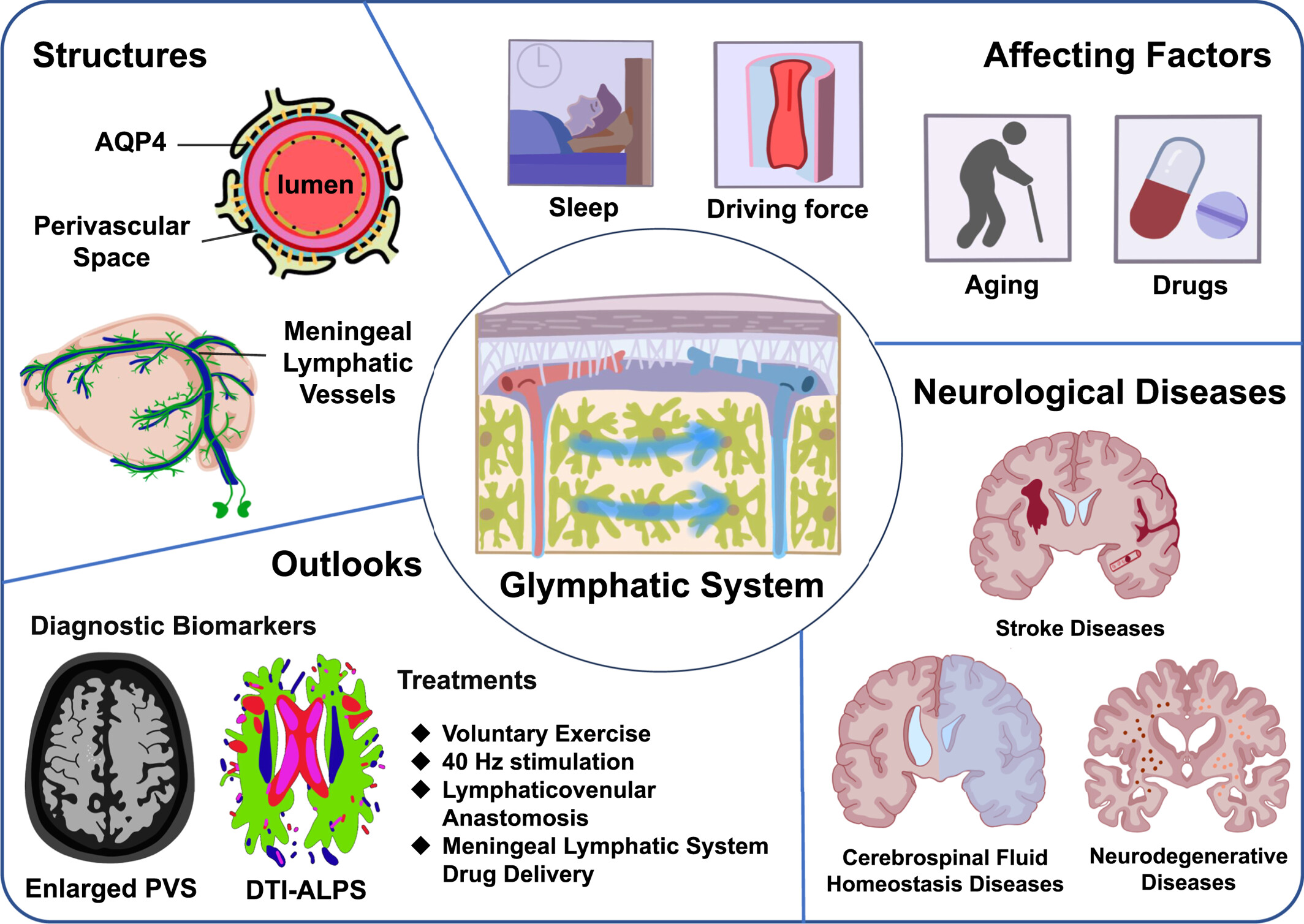 The glymphatic system: A new insight into the understanding of neurological diseases