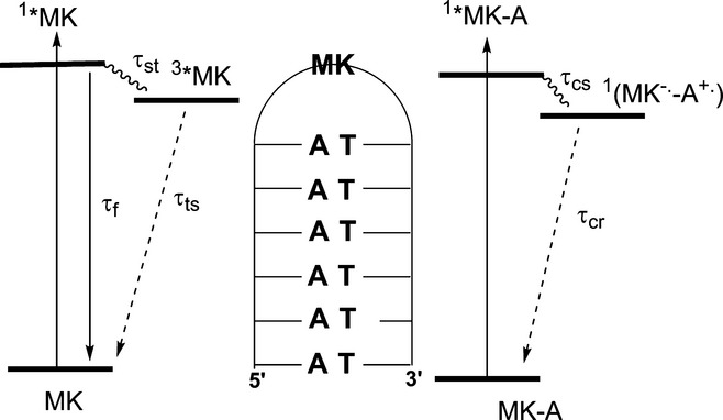Electronic Interactions of Michler's Ketone with DNA Bases in Synthetic Hairpins