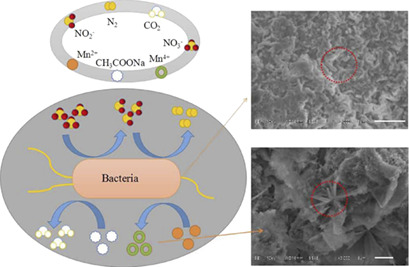Coupled Carbon, Mn(II), and Nitrogen Cycles in a Mixotrophic Biofilm Reactor and Microbial Community Structure