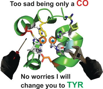 Identification of Amino Acid Residues Responsible for C−H Activation in Type-III Copper Enzymes by Generating Tyrosinase Activity in a Catechol Oxidase