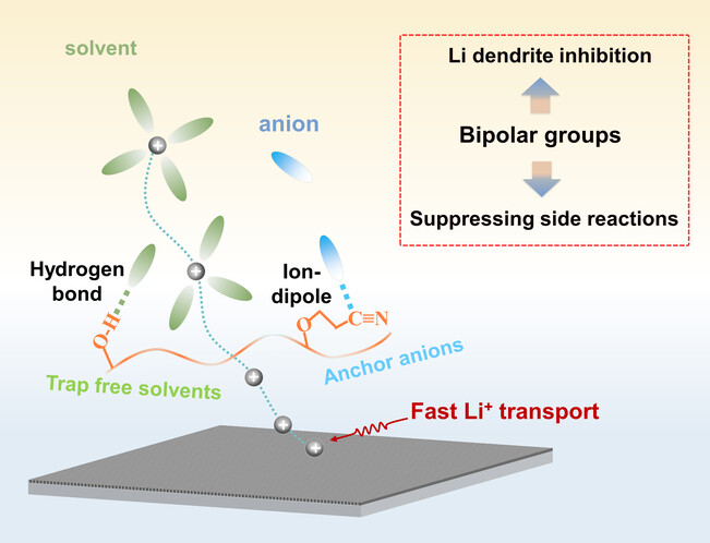 Bipolar Polymeric Protective Layer for Dendrite-Free and Corrosion-Resistant Lithium Metal Anode in Ethylene Carbonate Electrolyte