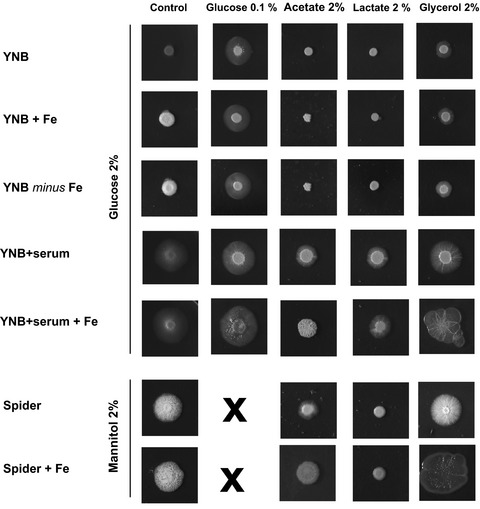 The adaptive response to iron involves changes in energetic strategies in the pathogen Candida albicans