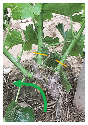 Details are in the caption following the image