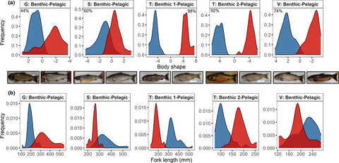 The interaction of resource use and gene flow on the phenotypic divergence of benthic and pelagic morphs of Icelandic Arctic charr (Salvelinus alpinus)