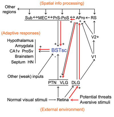 A novel subdivision of the bed nucleus of stria terminalis in monkey, rat, and mouse brains