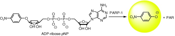 A Colorimetric Substrate for Poly(ADP-Ribose) Polymerase-1, VPARP, and Tankyrase-1