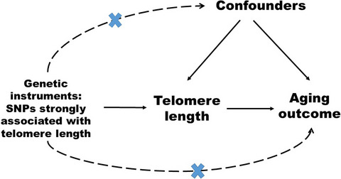 Telomere length and aging-related outcomes in humans: A Mendelian randomization study in 261,000 older participants