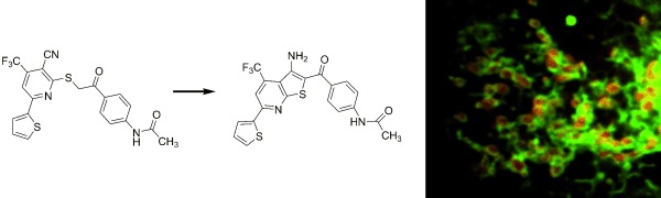 A Mitochondrial Surface-Specific Fluorescent Probe Activated by Bioconversion
