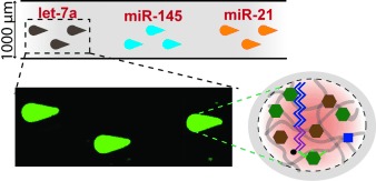 Sensitive and Multiplexed On-chip microRNA Profiling in Oil-Isolated Hydrogel Chambers