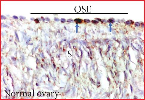 Details are in the caption following the image