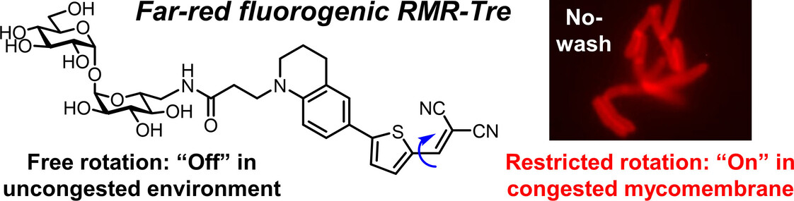 A Far-Red Molecular Rotor Fluorogenic Trehalose Probe for Live Mycobacteria Detection and Drug-Susceptibility Testing