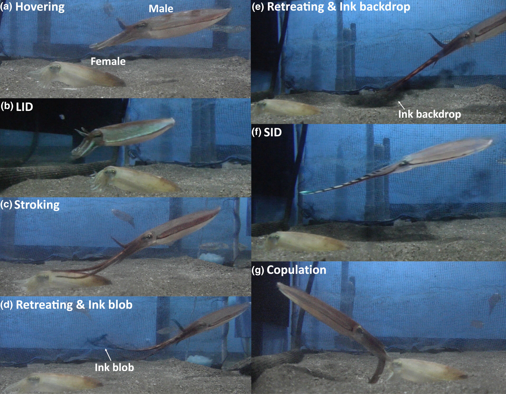 Ritualized ink use during visual courtship display by males of the sexually dimorphic cuttlefish Sepia andreana