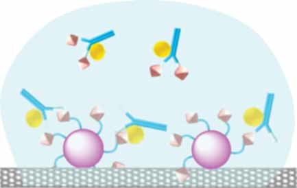 Direct Detection of Heroin Metabolites Using a Competitive Immunoassay Based on a Carbon-Nanotube Liquid-Gated Field-Effect Transistor