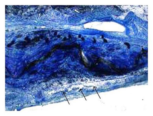 Details are in the caption following the image