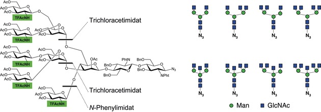 Hocheffiziente Synthese von multiantennären “bisected” N-Glycanen über Imidate