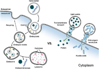DNA Nanotubule-Based Nanodevices with ATP-Responsive Gating for Direct Cytosolic Delivery of Nucleic Acids and Proteins