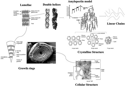 Impact of High-Pressure Steam on Multilevel Structures of Rice Starch: A Review
