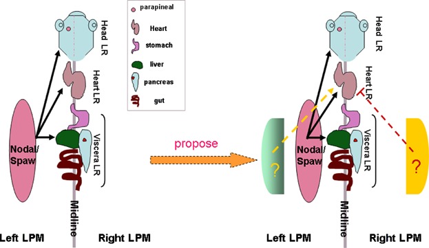 Distinct mechanisms determine organ left-right asymmetry patterning in an uncoupled way