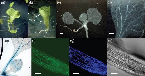 Details are in the caption following the image Details are in the caption following the image