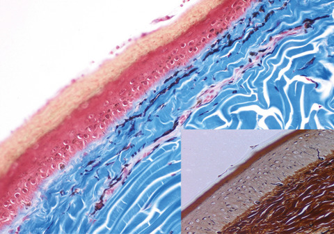 Clinical and histological findings of cutaneous wound healing in the red-eared slider turtle (Trachemys scripta elegans) housed in unheated outdoor enclosures