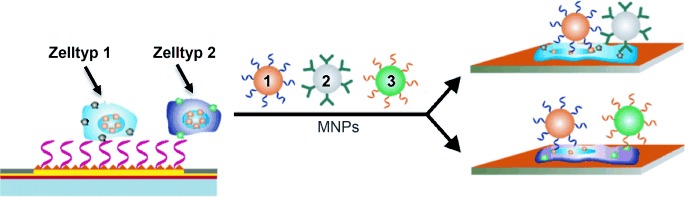 Highly Specific Electrochemical Analysis of Cancer Cells using Multi-Nanoparticle Labeling