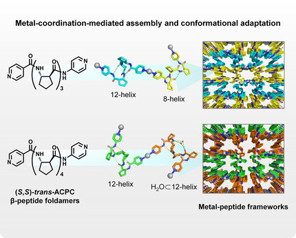 Conformational Adaptation of β-Peptide Foldamers for the Formation of Metal–Peptide Frameworks