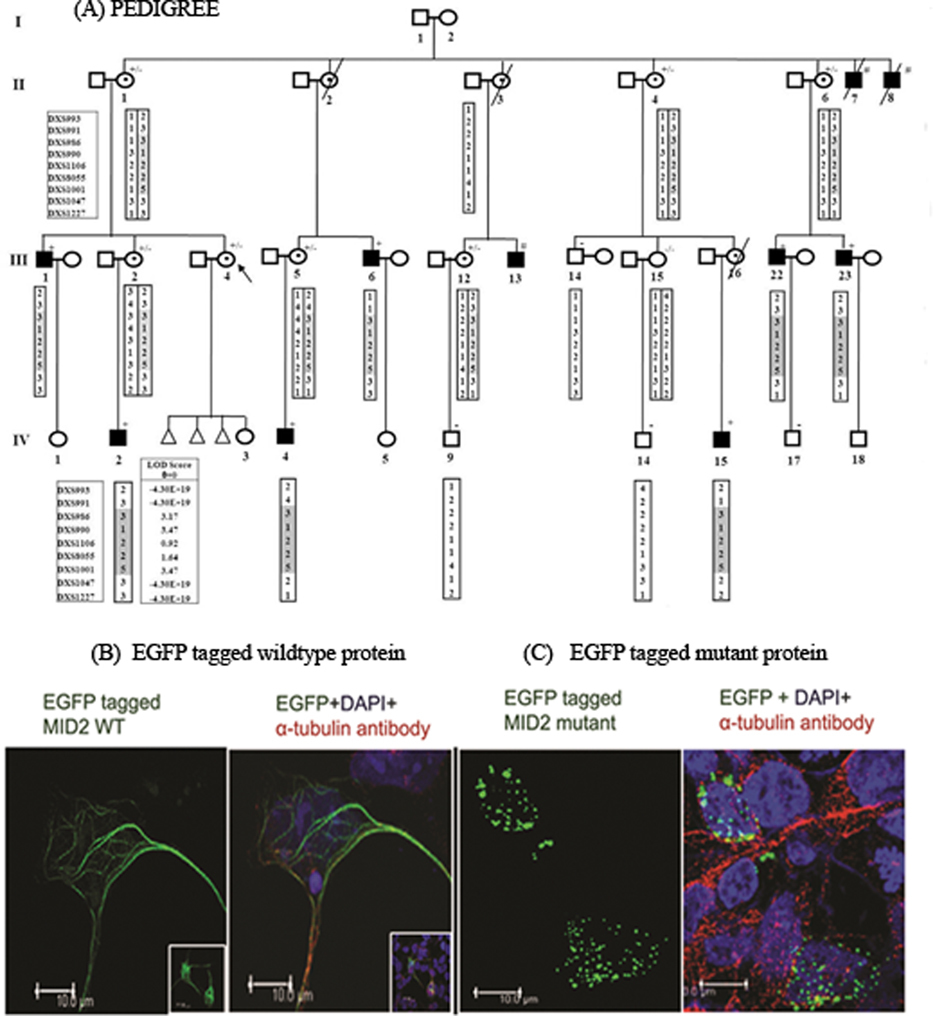 Targeted Deep Resequencing Identifies MID2 Mutation for X-Linked Intellectual Disability with Varied Disease Severity in a Large Kindred from India