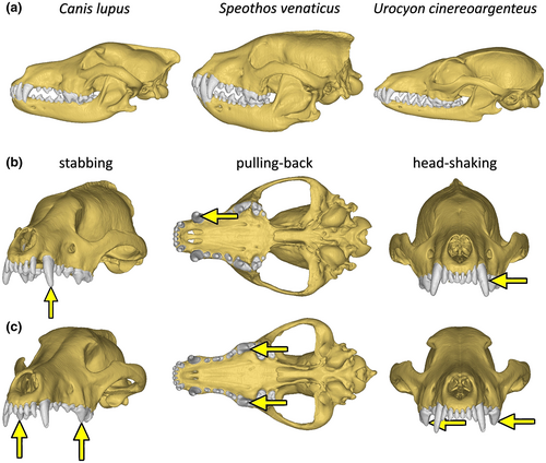 Details are in the caption following the image Details are in the caption following the image