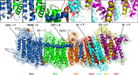 Signals of positive selection in mitochondrial protein-coding genes of woolly mammoth: Adaptation to extreme environments?